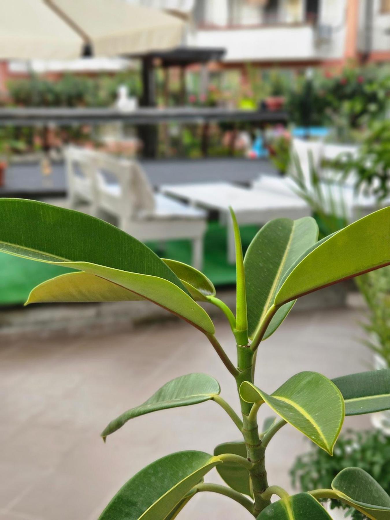 Guest House Petrovi Rawda Exterior foto